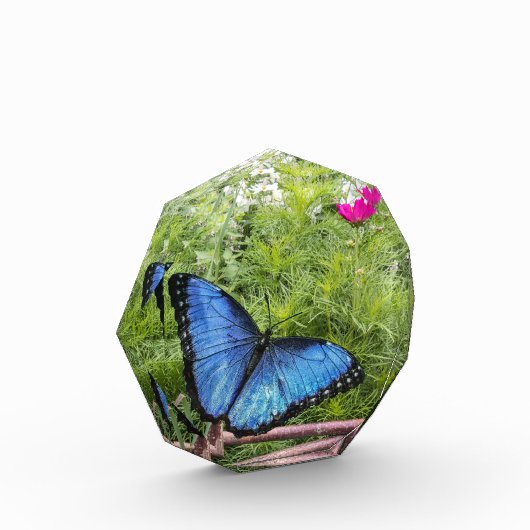 Blue Morpho Butterfly Rustikales Design Fotoblock (Links)