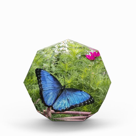 Blue Morpho Butterfly Rustikales Design Fotoblock (Vorderseite)