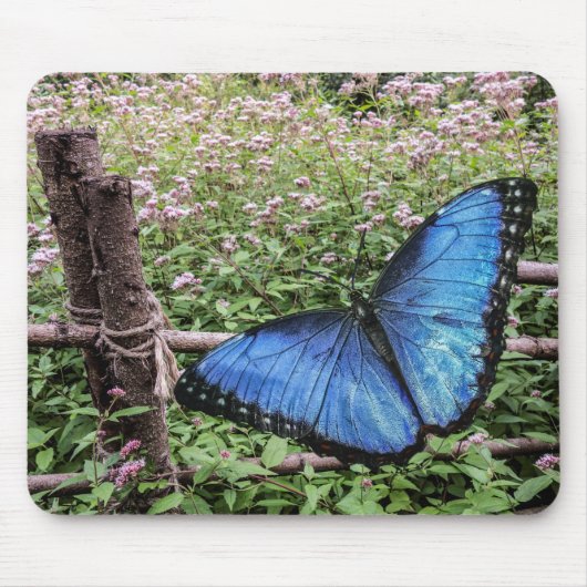 Blue Morpho Butterfly Rustikales Design Mousepad (Vorne)