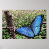 Blue Morpho Butterfly Rustikales Design Poster (Vorne)