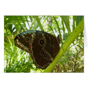 Blue Morpho Butterfly Tropical Nature Fotografy