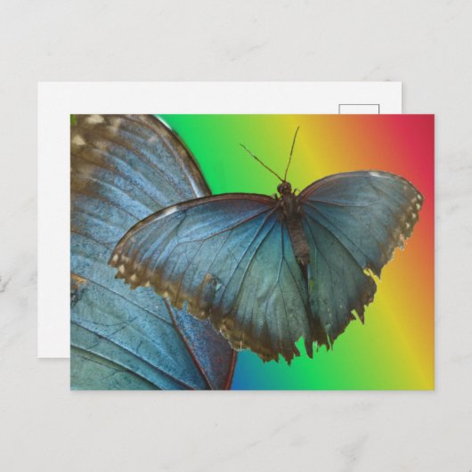 Blue Morpho Butterfly & Wing DIY Postkarte (Vorne/Hinten)