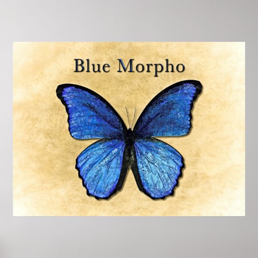 Blue Morpho Illustration Poster (Vorne)