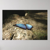 Blue Morpho, Niagara Parks, Kanada Poster (Vorne)