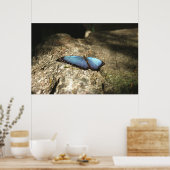 Blue Morpho, Niagara Parks, Kanada Poster (Küche)