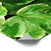 Blue Morpho Print Poster (Ecke)