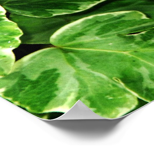 Blue Morpho Print Poster (Ecke)