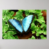Blue Morpho Print Poster (Vorne)
