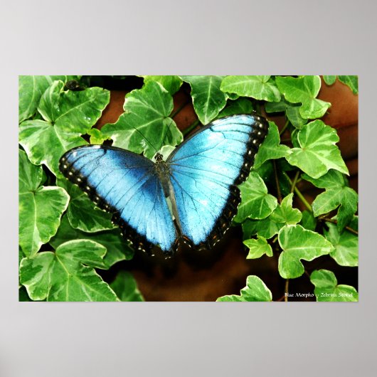 Blue Morpho Print Poster (Vorne)