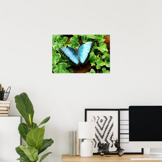 Blue Morpho Print Poster (Heimbüro)