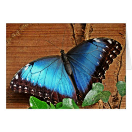 Blue Morpho - Schmetterling