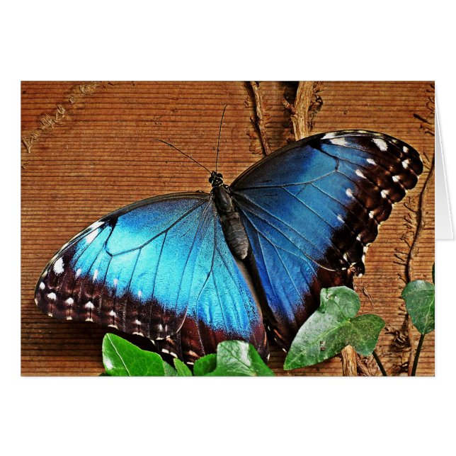 Blue Morpho - Schmetterling (Vorderseite (Horizontal))