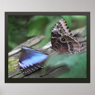 Blue Morphos Canvas Print -24x20 -andere Größen au Poster
