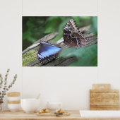 Blue Morphos Poster -36x24 - andere Größen verfügb (Küche)