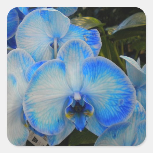 Blue Mystique Orchid II Stickers (Vorderseite)