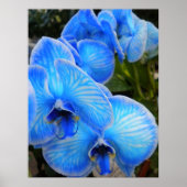 Blue Mystique Orchids Poster (Vorne)