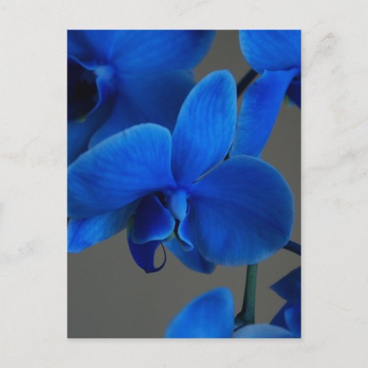 Blue Mystique Postkarte (Vorderseite)