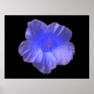 Blue Nasturtium Blume Print Poster