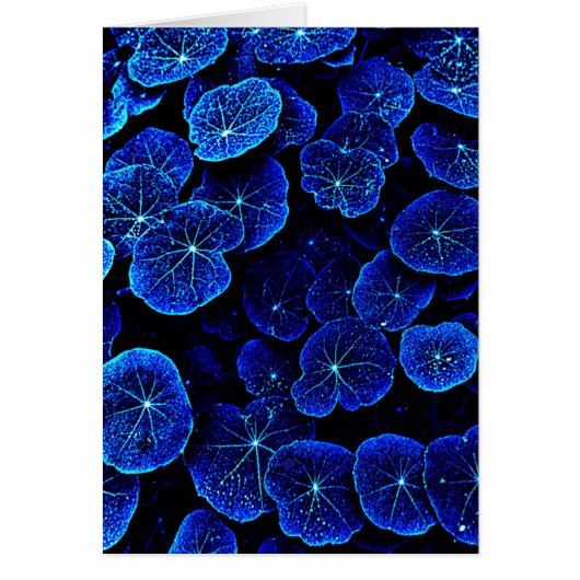 Blue Nasturtium leaves flower card (Vorne)