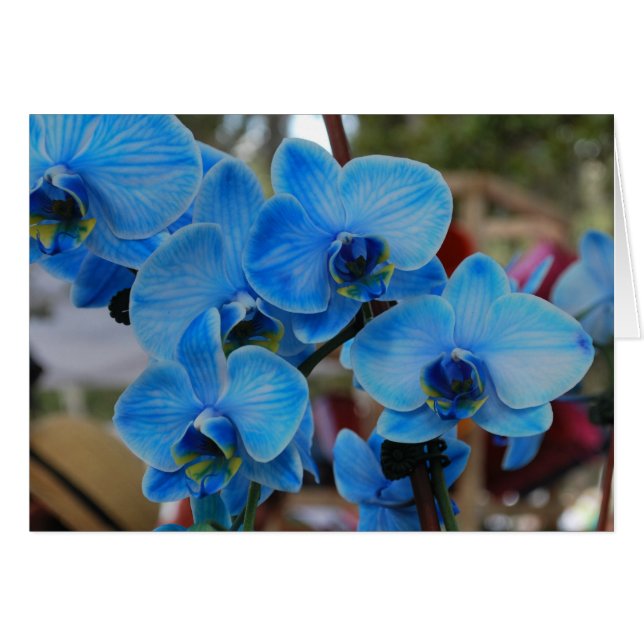 Blue Orchid aus Vero Beach, Fl (Vorderseite (Horizontal))