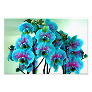 Blue Orchid Blume Bouquet Fotodruck