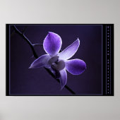 Blue Orchid Poster (Vorne)