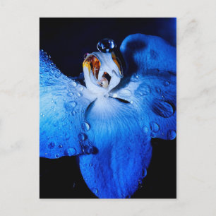 Blue Orchid Postkarte