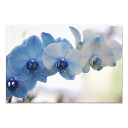 Blue Orchids Fotodruck (Vorne)