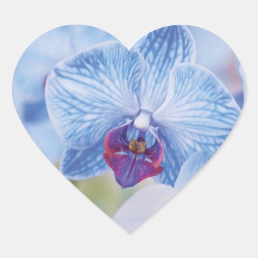Blue Orchids Herz-Aufkleber (Vorderseite)