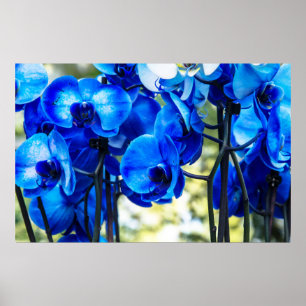 Blue orchids poster