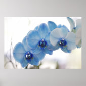 Blue Orchids Poster (Vorne)