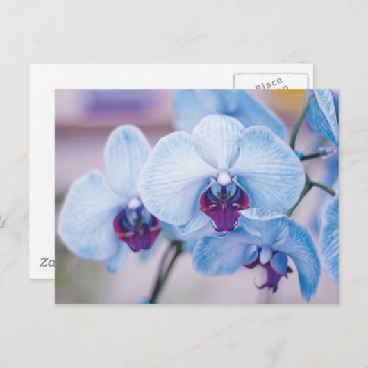 Blue Orchids Postkarte (Vorne/Hinten)