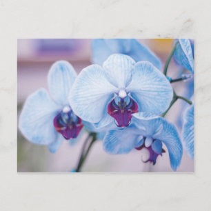 Blue Orchids Postkarte