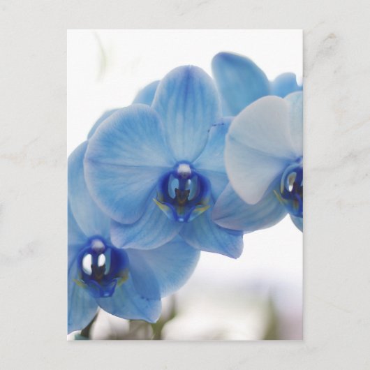 Blue Orchids Postkarte (Vorderseite)