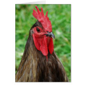 Blue Orpington Rooster With (Vorne)