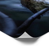 Blue Owl Poster (Ecke)