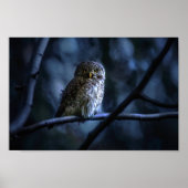 Blue Owl Poster (Vorne)