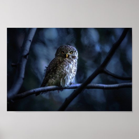 Blue Owl Poster (Vorne)
