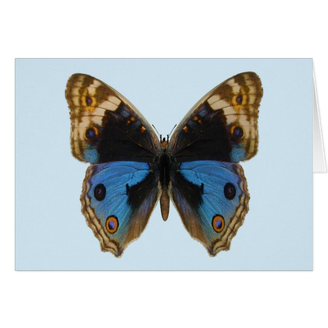 Blue Pansy Butterfly (Vorderseite (Horizontal))