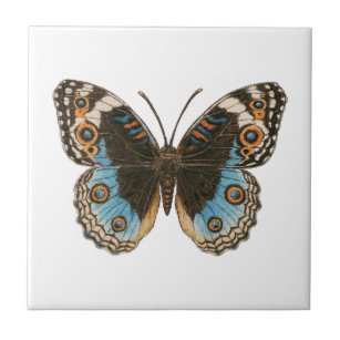 Blue Pansy Butterfly Fliese