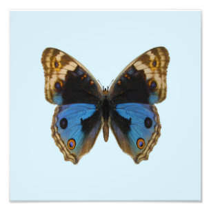 Blue Pansy Butterfly Fotodruck
