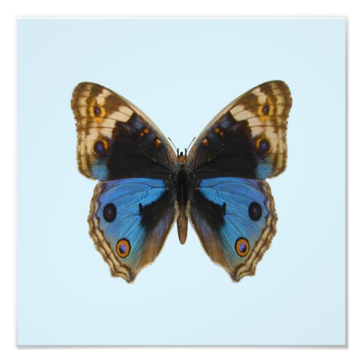 Blue Pansy Butterfly Fotodruck (Vorne)