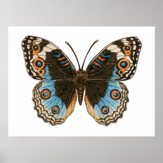 Blue Pansy Butterfly Poster (Vorne)