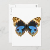 Blue Pansy Butterfly Postkarte (Vorne/Hinten)