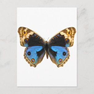 Blue Pansy Butterfly Postkarte