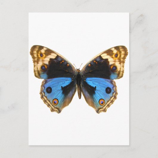 Blue Pansy Butterfly Postkarte (Vorderseite)