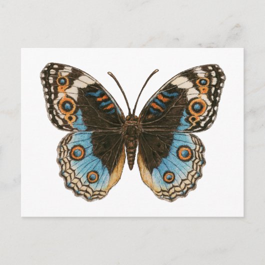 Blue Pansy Butterfly Postkarte (Vorderseite)