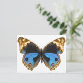 Blue Pansy Butterfly Postkarte (Stehend Vorderseite)