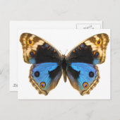 Blue Pansy Butterfly Postkarte (Vorne/Hinten)
