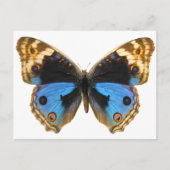 Blue Pansy Butterfly Postkarte (Vorderseite)